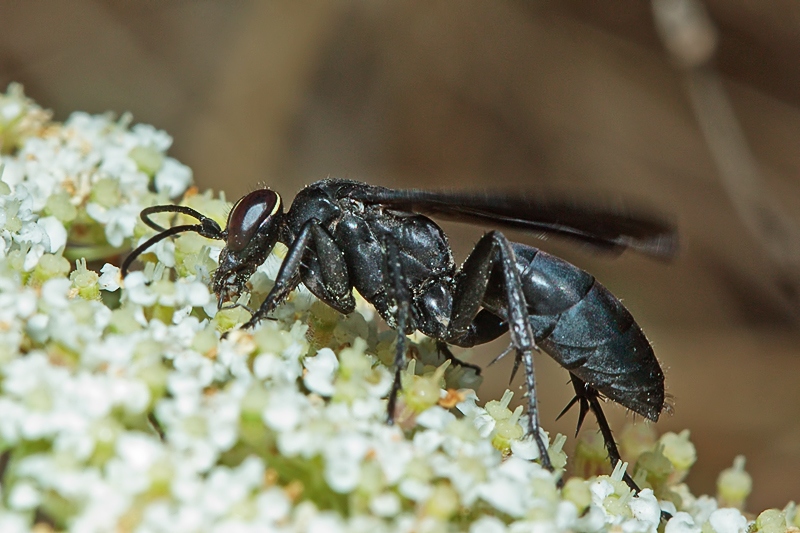 Pompilidae nero con occhi bordati di bianco - Malta